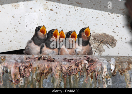 Rauchschwalbe (Hirundo Rustica), Jungvögel im Nest auf der Suche nach der Altvogel, das Essen, Niederlande, Flevoland bringt Stockfoto