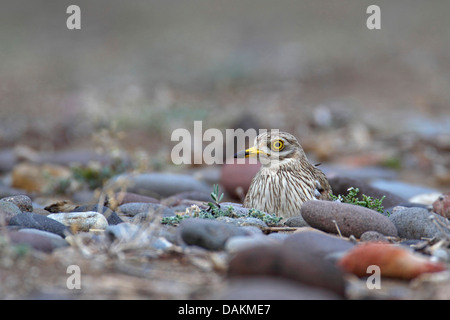 Stein-Brachvogel (Burhinus Oedicnemus), Zucht auf der Kupplung, Griechenland, Lesbos Stockfoto