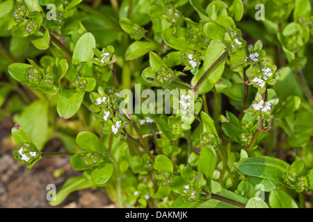 gemeinsamen Cornsalad, Lamm Salat, europäischen Cornsalad (Valerianella Locusta), blühende Cornsalad, Deutschland Stockfoto