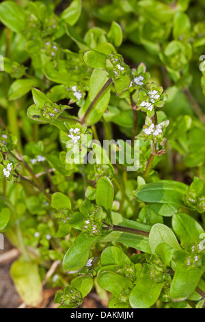 gemeinsamen Cornsalad, Lamm Salat, europäischen Cornsalad (Valerianella Locusta), blühende Cornsalad, Deutschland Stockfoto