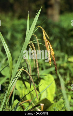 Hängende Segge, Riesen-Segge Grass (Carex Pendel), blühen, Deutschland Stockfoto