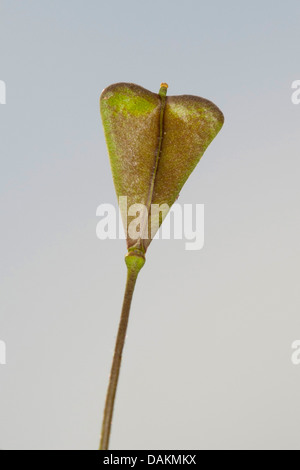 Schäfers-Geldbörse (Capsella Bursa-Pastoris), mit herzförmigen Früchten, Deutschland Stockfoto