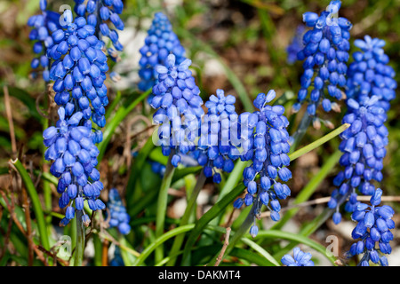 kleine Trauben Hyazinthe, gemeinsame Grape Hyacinth (Muscari Botryoides), blühen, Deutschland Stockfoto