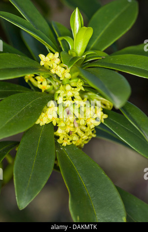 Wolfsmilch-Lorbeer (Daphne Laureola), blühen, Deutschland Stockfoto