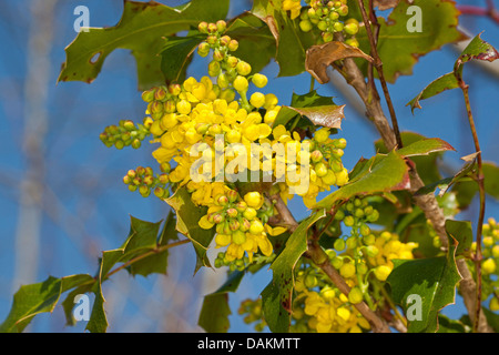 Holly-Blatt Oregongrape,-Mahonie, glänzende Oregongrape, hoch Oregongrape, Berg Traube (Mahonia Aquifolium), blühenden Zweig, Deutschland Stockfoto