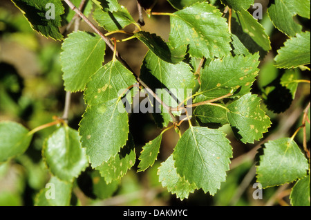 Moorbirke (Betula Pubescens), Niederlassung Deutschland Stockfoto