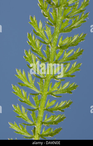Schafgarbe, gemeinsame Schafgarbe (Achillea Millefolium), junge Blätter, Deutschland Stockfoto