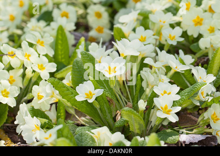 echte englische Primel (Primula Acaulis, Primula Vulgaris), blühen Stockfoto