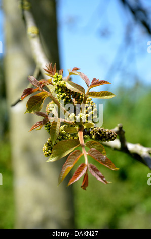 Walnuss (Juglans Regia), Blatt schießt auf einen Zweig mit männlichen Kätzchen, Deutschland Stockfoto