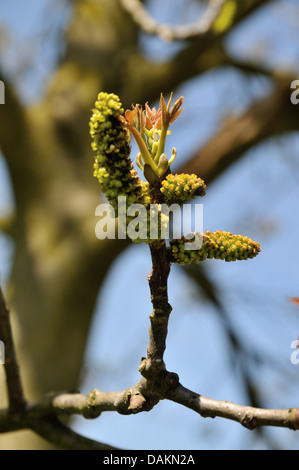 Walnuss (Juglans Regia), Blatt schießt auf einen Zweig mit männlichen Kätzchen, Deutschland Stockfoto