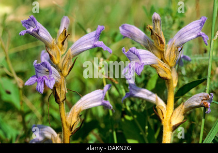 Schafgarbe-Roman, lila Roman (Orobanche Purpurea, Phelipanche Purpurea) blüht, Deutschland Stockfoto