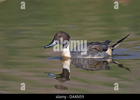 nördliche Pintail (Anas Acuta), männliche schwimmen, Spiegelbild, Spanien, Ciudad Real Stockfoto