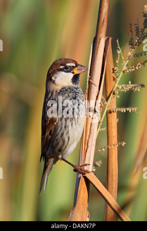 Spanische Sperling (Passer Hispaniolensis), männliche sitzen an einem Reed-Stiel, Spanien, Extremadura Stockfoto