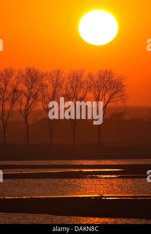 Reihe von Bäumen im Sonnenaufgang, Niederlande, Moriaanshoofd Stockfoto