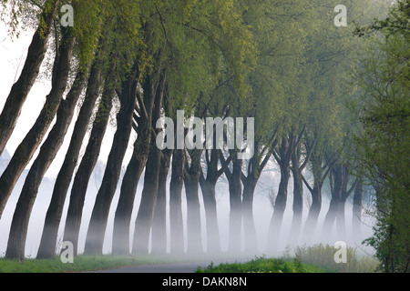 Weide, Korbweide (Salix spec.), Reihe von Bäumen auf einer Straße im Morgennebel, Belgien Stockfoto