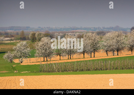 Wildkirsche, Süßkirsche, Gean, Mazzard (Prunus Avium), Reihen von blühenden Obstbäumen in Feld und Wiese Landschaft, Belgien, Limburg Stockfoto