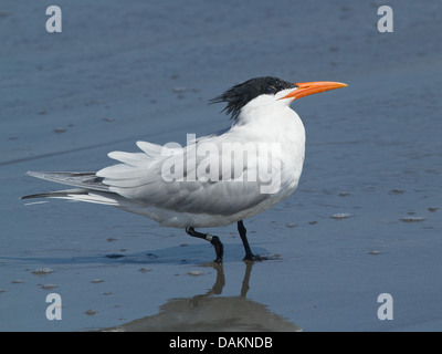 Nahaufnahme von einem gebänderten Royal Tern (Thalasseus Maximus) an der Pazifikküste, Peru Stockfoto