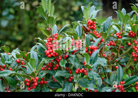 gemeinsamen Holly, englische Stechpalme (Ilex Aquifolium 'JC van Tol', Ilex Aquifolium JC van Tol), Sorte JC van Tol Stockfoto