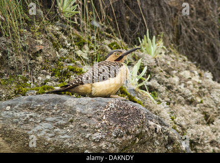 Portrait der Anden Flimmern, Bird (Colaptes rapicola) auf einem Felsen in der hohen Anden, Peru sitzen Stockfoto