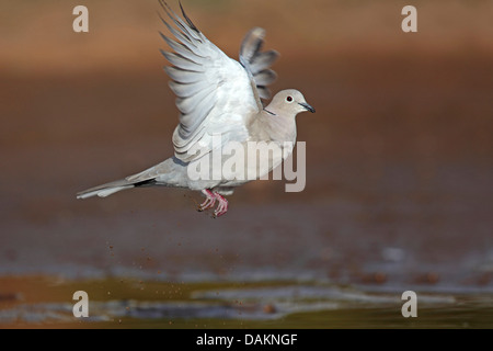 Collared Dove (Streptopelia Decaocto), fliegen weg von einem Teich, Spanien, Andalusien Stockfoto