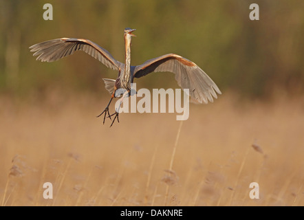 Purpurreiher (Ardea Purpurea), Landung in den Schilfgürtel Stockfoto