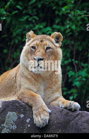 Asiatische Löwe (Panthera Leo Persica), Porträt Stockfoto