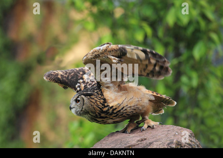 nördlichen Uhu (Bubo Bubo), fliegen aus einem Stein, Deutschland Stockfoto