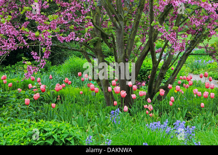 Judasbaum (Cercis Siliquastrum), Judas Baum mit Tulpen und blauen Glocken, Deutschland Stockfoto
