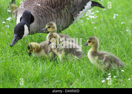 Kanadagans (Branta Canadensis), mit Küken auf Wiese, Deutschland Stockfoto