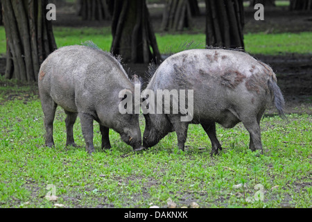 Wildschwein, Schwein, Wildschwein (Sus Scrofa), zwei Wildschweine kämpfen, Deutschland Stockfoto