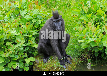 Celebes Ape, Celebes schwarze Affen (Macaca Nigra, Cynopithecus Niger), im Freigehege Stockfoto