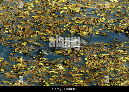 Paraguay Kaiman (Caiman Yacare, Caiman Crocodilus Yacare), Porträt, Brasilien, Mato Grosso do Sul Stockfoto