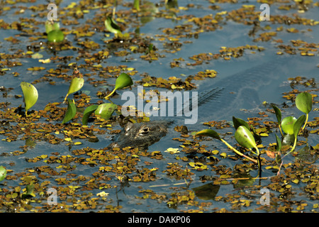 Paraguay Kaiman (Caiman Yacare, Caiman Crocodilus Yacare), liegen im Wasser, Brasilien, Mato Grosso Do Sul Stockfoto