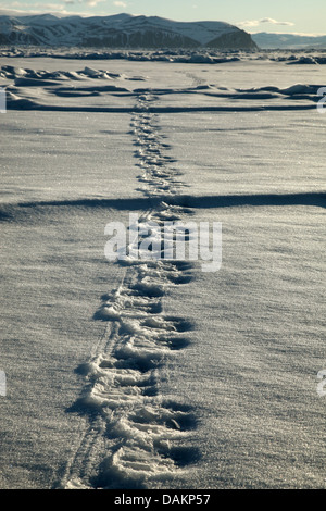 Eisbär (Ursus Maritimus), Spuren eines Eisbären im Schnee, Kanada, Nunavut Stockfoto