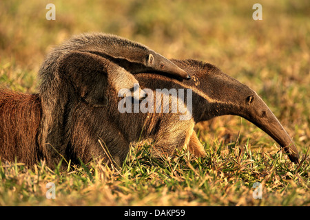 Großer Ameisenbär (Myrmecophaga Tridactyla), weiblichen Ameisenbär trägt ihr Kind auf den Rücken, Brasilien, Mato Grosso do Sul Stockfoto