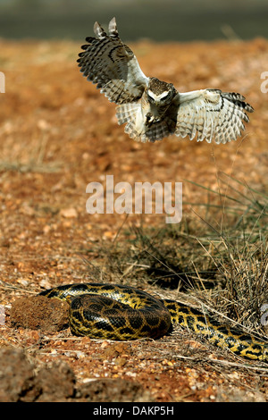 Kanincheneule (Athene Cunicularia), Angriff auf eine gelbe Anakonda, Brasilien, Mato Grosso do Sul Stockfoto