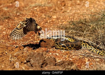 Kanincheneule (Athene Cunicularia), Angriff auf eine gelbe Anakonda, Brasilien, Mato Grosso do Sul Stockfoto