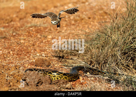 Kanincheneule (Athene Cunicularia), Angriff auf eine gelbe Anakonda, Brasilien, Mato Grosso do Sul Stockfoto