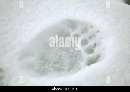 Eisbär (Ursus Maritimus), Fußdruck eines Eisbären im Schnee, Nunavut, Kanada, Sirmilik Nationalpark Stockfoto