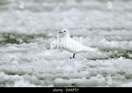 Elfenbein Möwe (Pagophila Eburnea), auf Treibeis, Nunavut, Kanada, Sirmilik Nationalpark Stockfoto