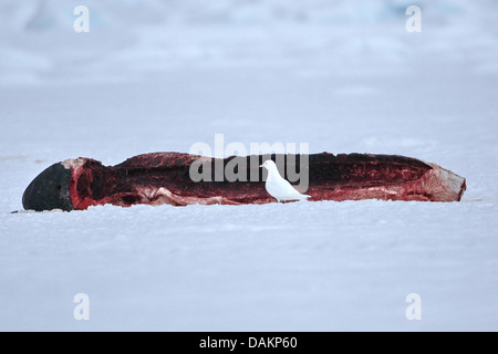 Elfenbein Möwe (Pagophila Eburnea), am Kadaver eines Narwales gejagt von Inuit, Kanada, Nunavut Stockfoto