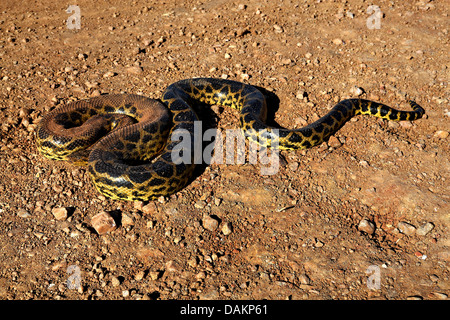 Gelbe Anakonda (Eunectes Notaeus), Wicklung auf den Boden, Südamerika, Brasilien, Mato Grosso do Sul Stockfoto