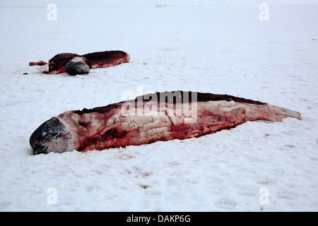 Narwal, Einhorn Wal (Monodon Monoceros), zwei NAR-gejagt von Inuit, Kanada, Nunavut Stockfoto
