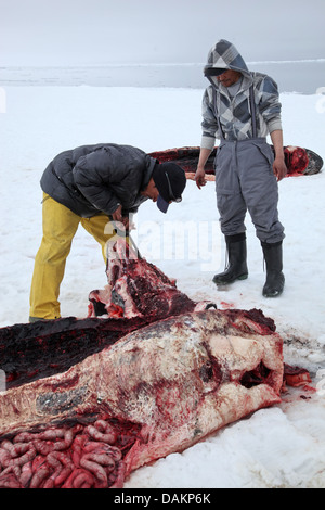 Inuit-Jäger mit nach unten gejagt NAR-, Kanada, Nunavut, Narwal, Einhorn Wal (Monodon Monoceros) Stockfoto