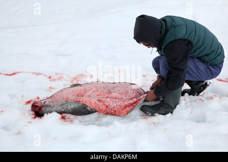 Ringelrobbe (Phoca Hispida, Pusa Hispida), Inuit-Jäger Regale das Fell eine Ringelrobbe, Kanada, Nunavut Stockfoto