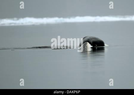 Grönlandwal, Grönland Glattwal, arktischen Glattwal (Balaena Mysticetus), aufstrebende Grönlandwal, Sirmilik Nationalpark, Bylot Insel, Nunavut, Kanada Stockfoto