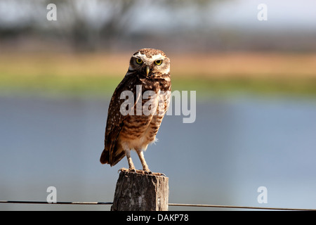 Kanincheneule (Athene Cunicularia), stehend auf einem Pfosten, Südamerika, Brasilien, Mato Grosso do Sul Stockfoto