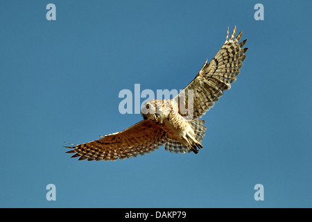 Kanincheneule (Athene Cunicularia), im Flug, Brasilien, Mato Grosso do Sul Stockfoto