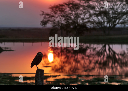 Kanincheneule (Athene Cunicularia), stehend auf einem Pfosten bei Sonnenuntergang, Brasilien, Mato Grosso do Sul Stockfoto