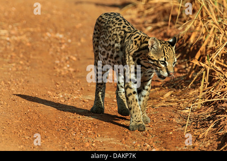 Ozelot, Zwerg Leopard (Felis Pardalis pardalis Pardalis), Wandern, Brasilien, Mato Grosso Do Sul Stockfoto